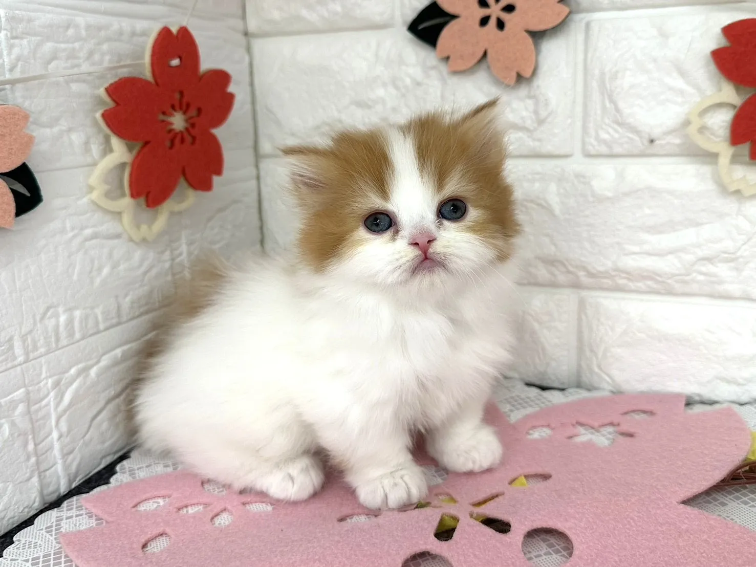 売約済★ミヌエット（短足）★メス★ No.3090