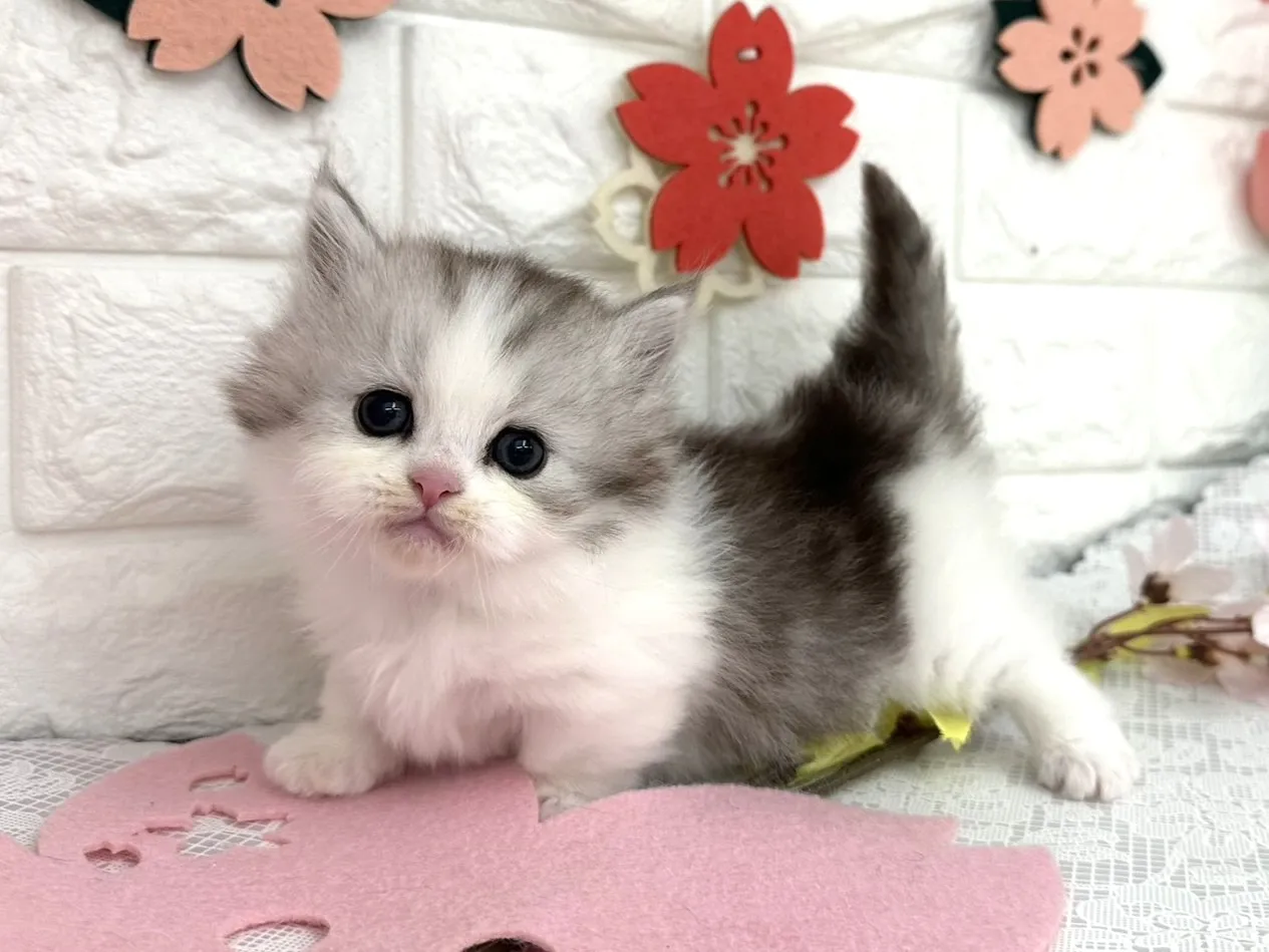 売約済★ミヌエット（短足）★オス★ No.3091