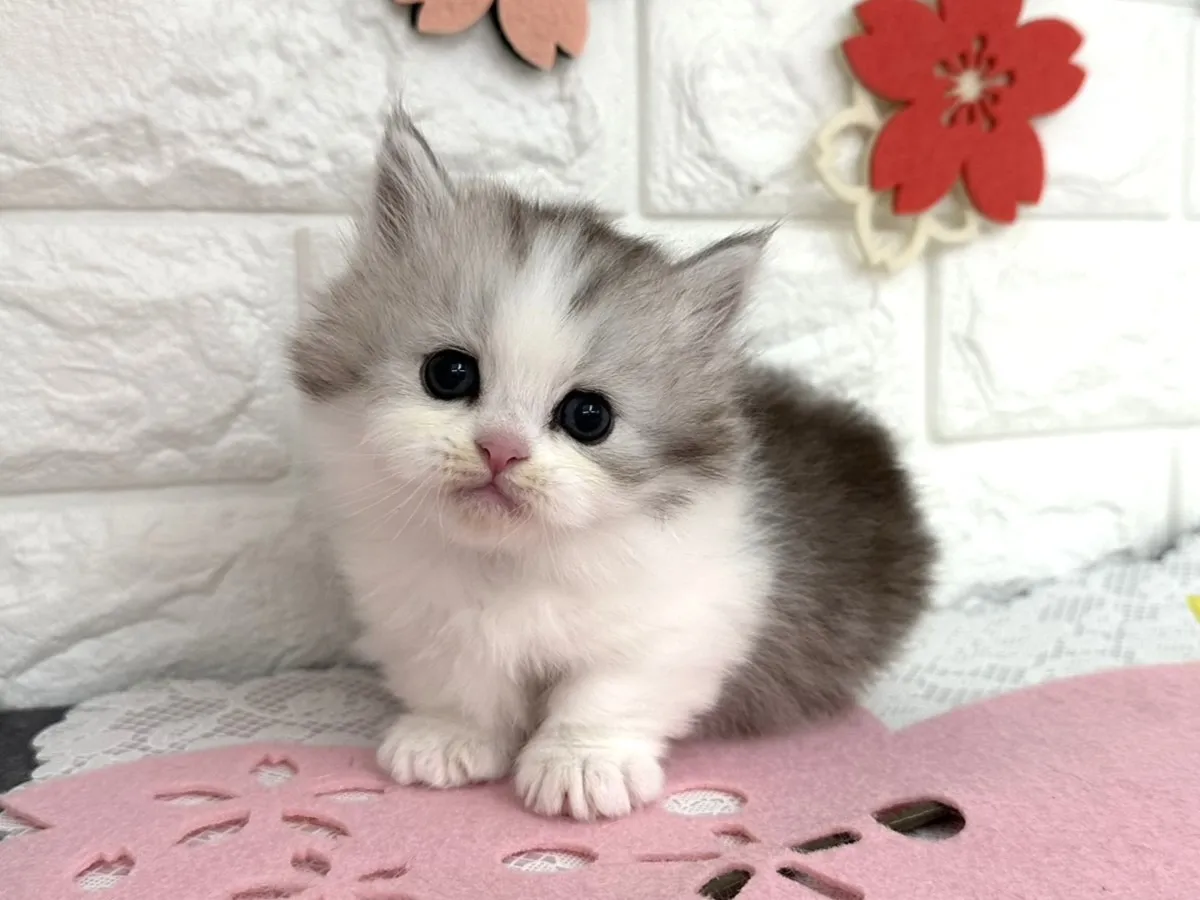 売約済★ミヌエット（短足）★オス★ No.3091