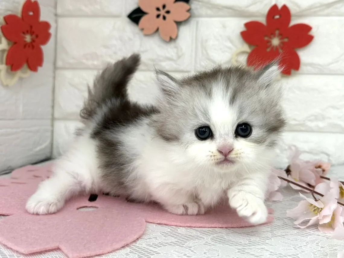 売約済★ミヌエット（短足）★オス★ No.3091