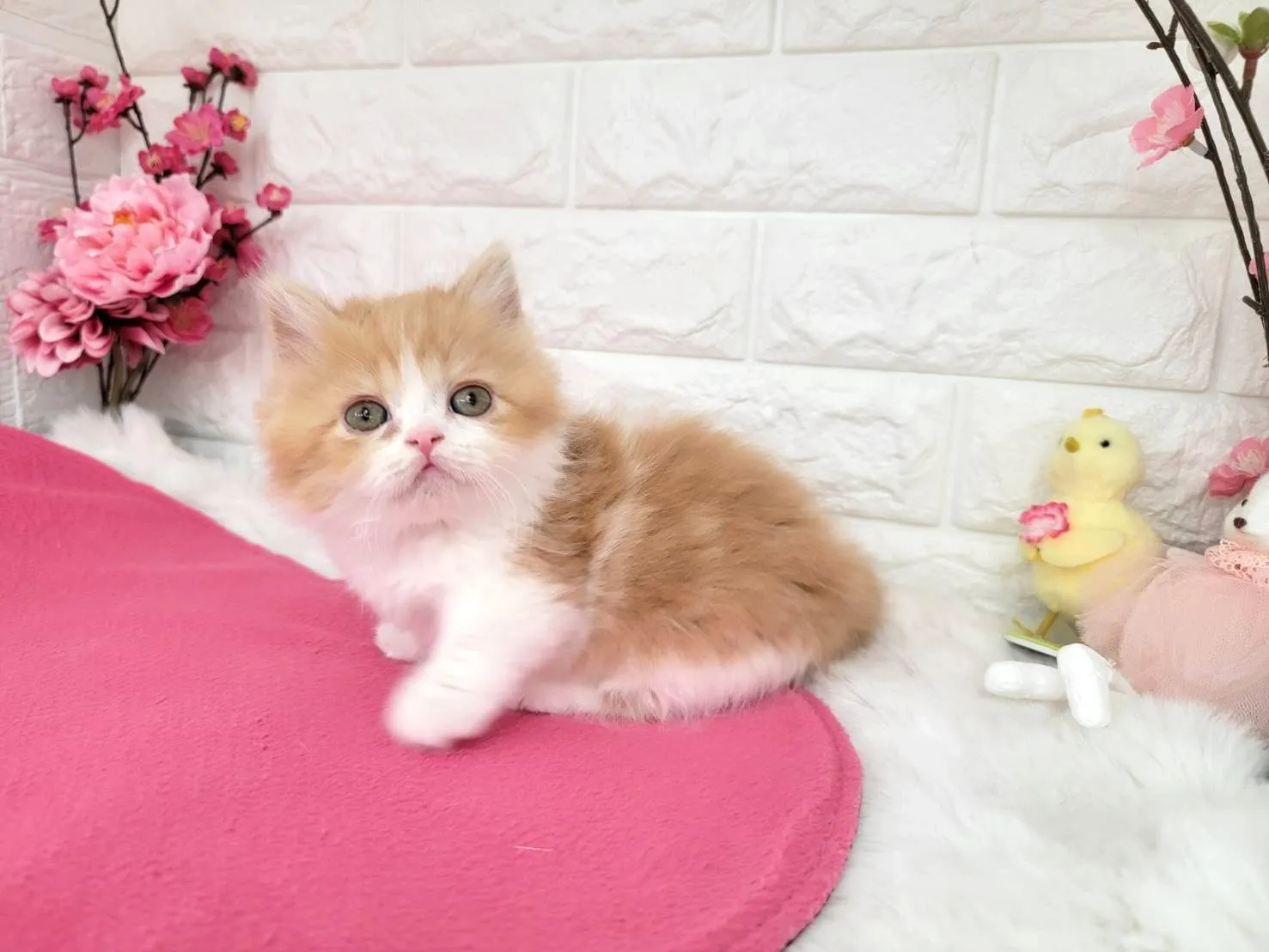 ★ミヌエット（短足）★メス★ No.3077