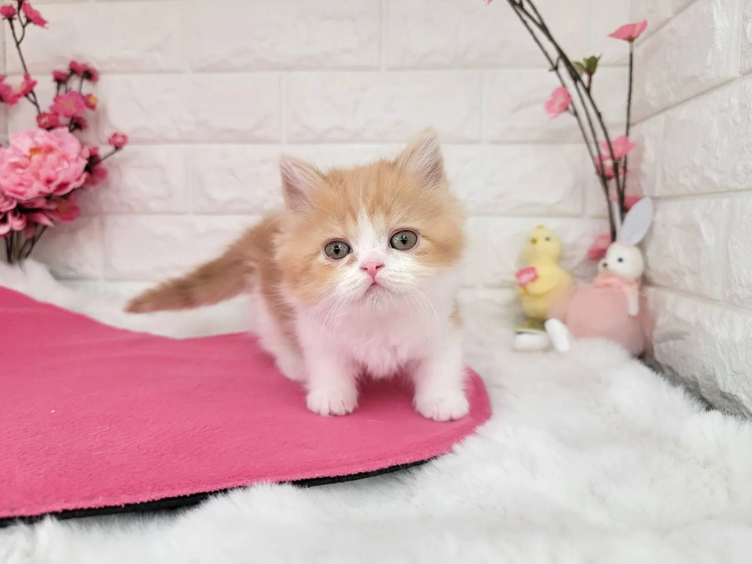 ★ミヌエット（短足）★メス★ No.3077