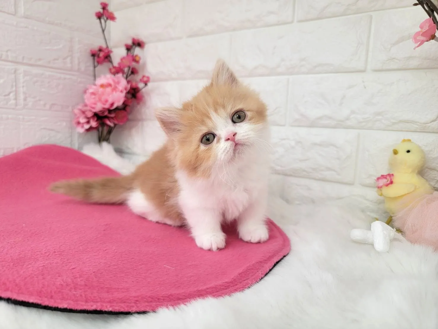 ★ミヌエット（短足）★メス★ No.3077