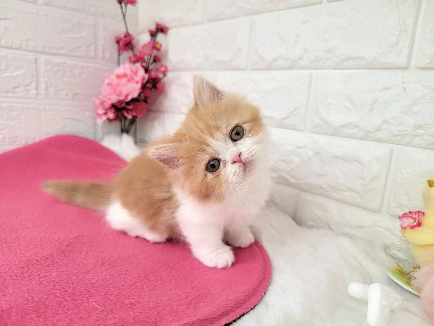 ★ミヌエット（短足）★メス★ No.3077