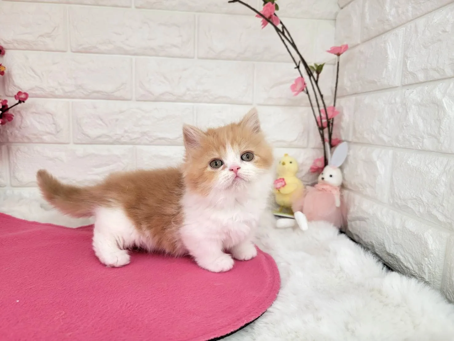 ★ミヌエット（短足）★メス★ No.3077