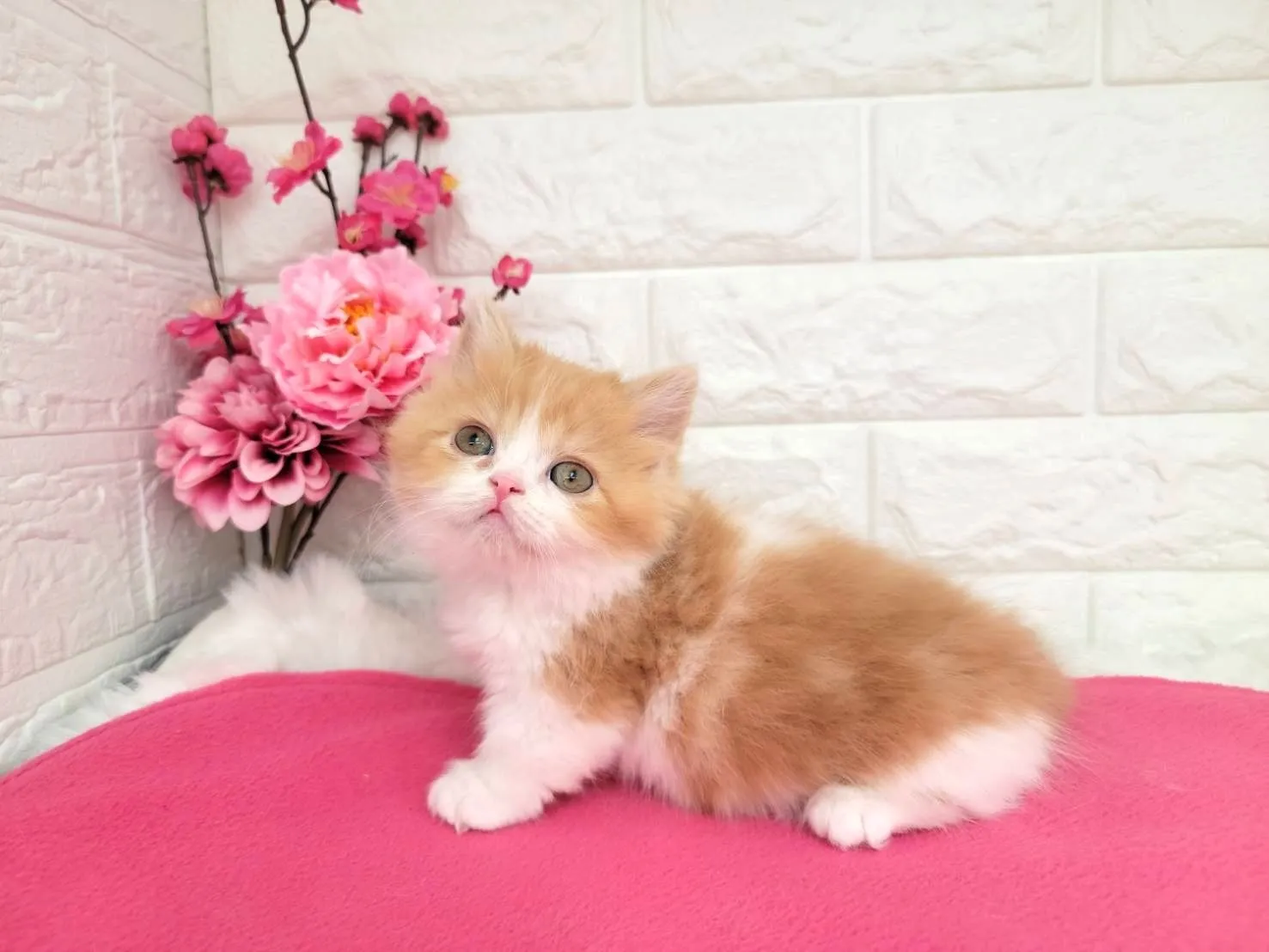 ★ミヌエット（短足）★メス★ No.3077