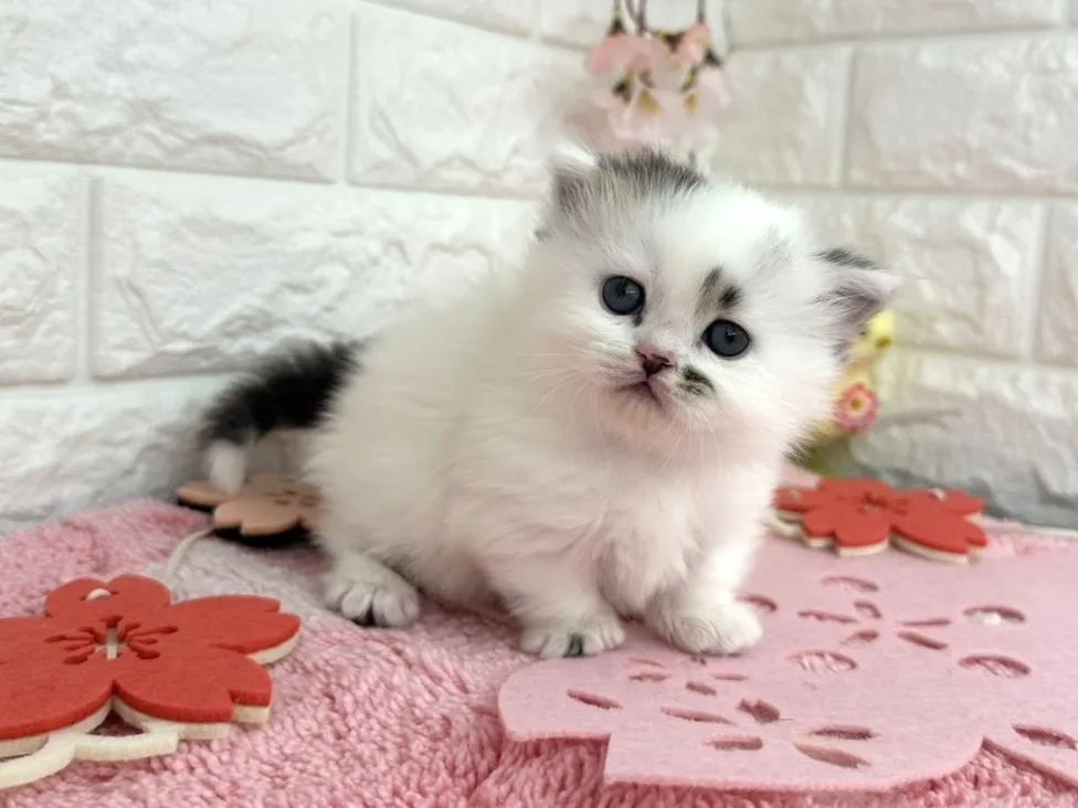 ★ミヌエット（短足）★オス★ No.3093