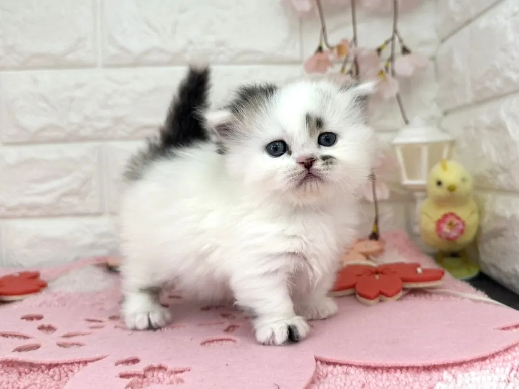 ★ミヌエット（短足）★オス★ No.3093