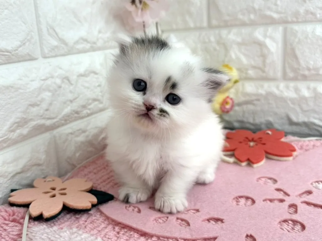 ★ミヌエット（短足）★オス★ No.3093