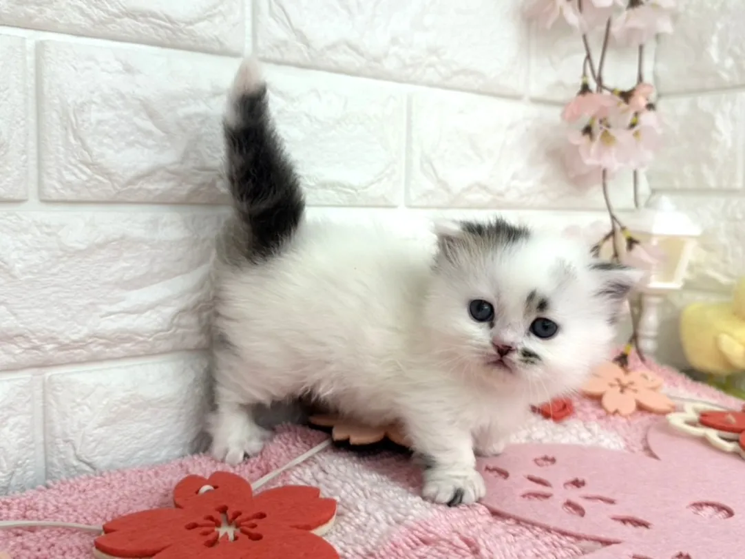 ★ミヌエット（短足）★オス★ No.3093