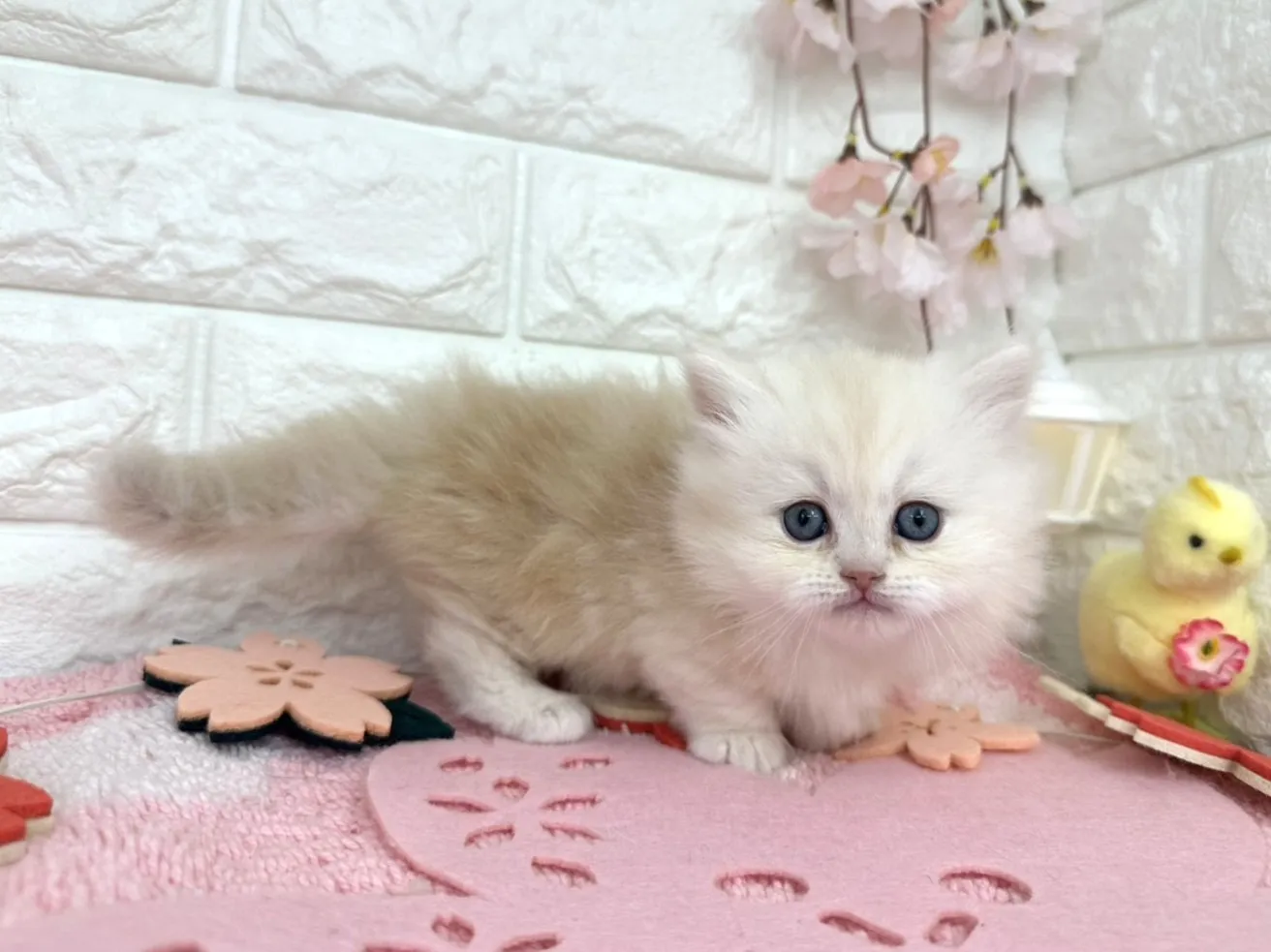 売約済★ミヌエット（短足）★メス★ No.3095