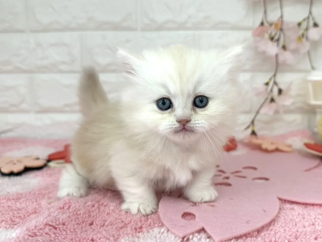 売約済★ミヌエット（短足）★メス★ No.3095