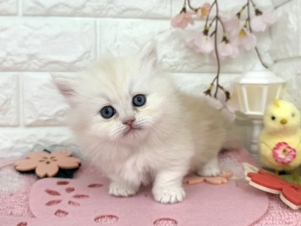 売約済★ミヌエット（短足）★メス★ No.3095