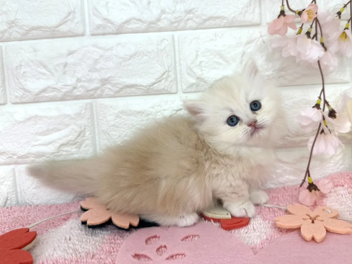 売約済★ミヌエット（短足）★メス★ No.3095