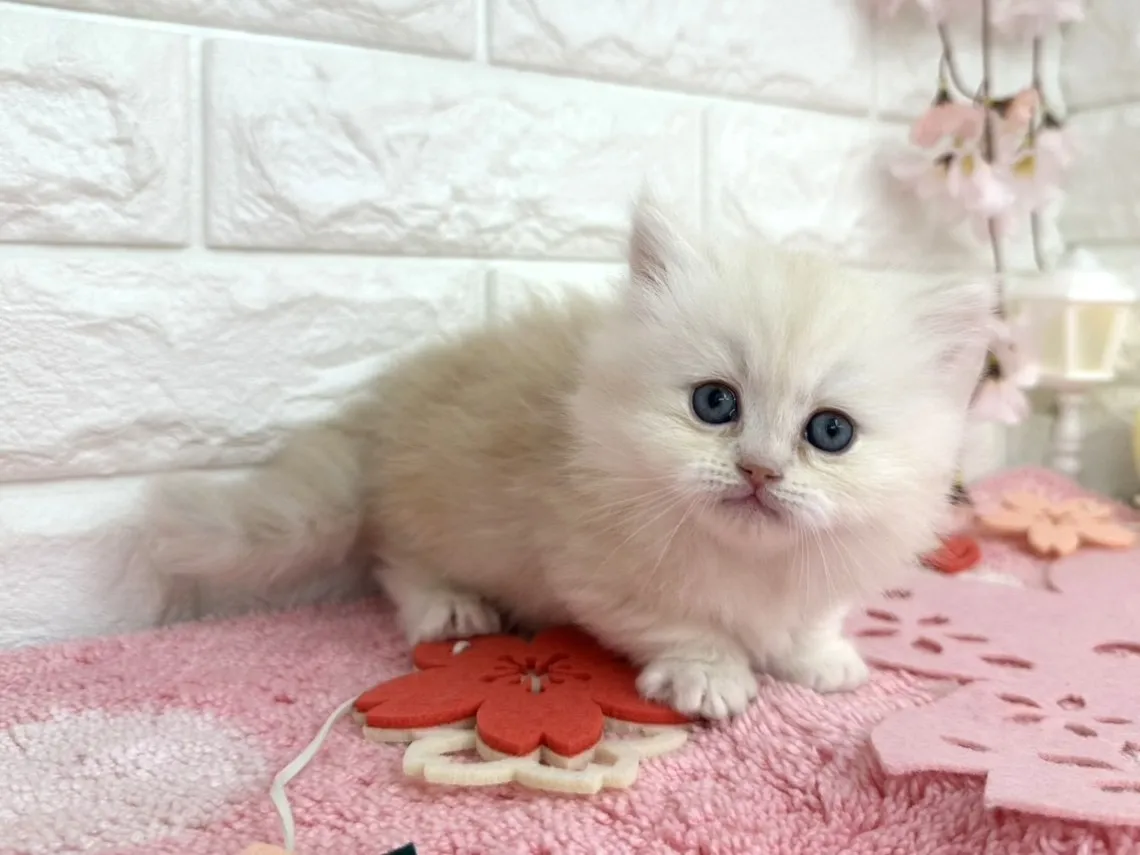 売約済★ミヌエット（短足）★メス★ No.3095