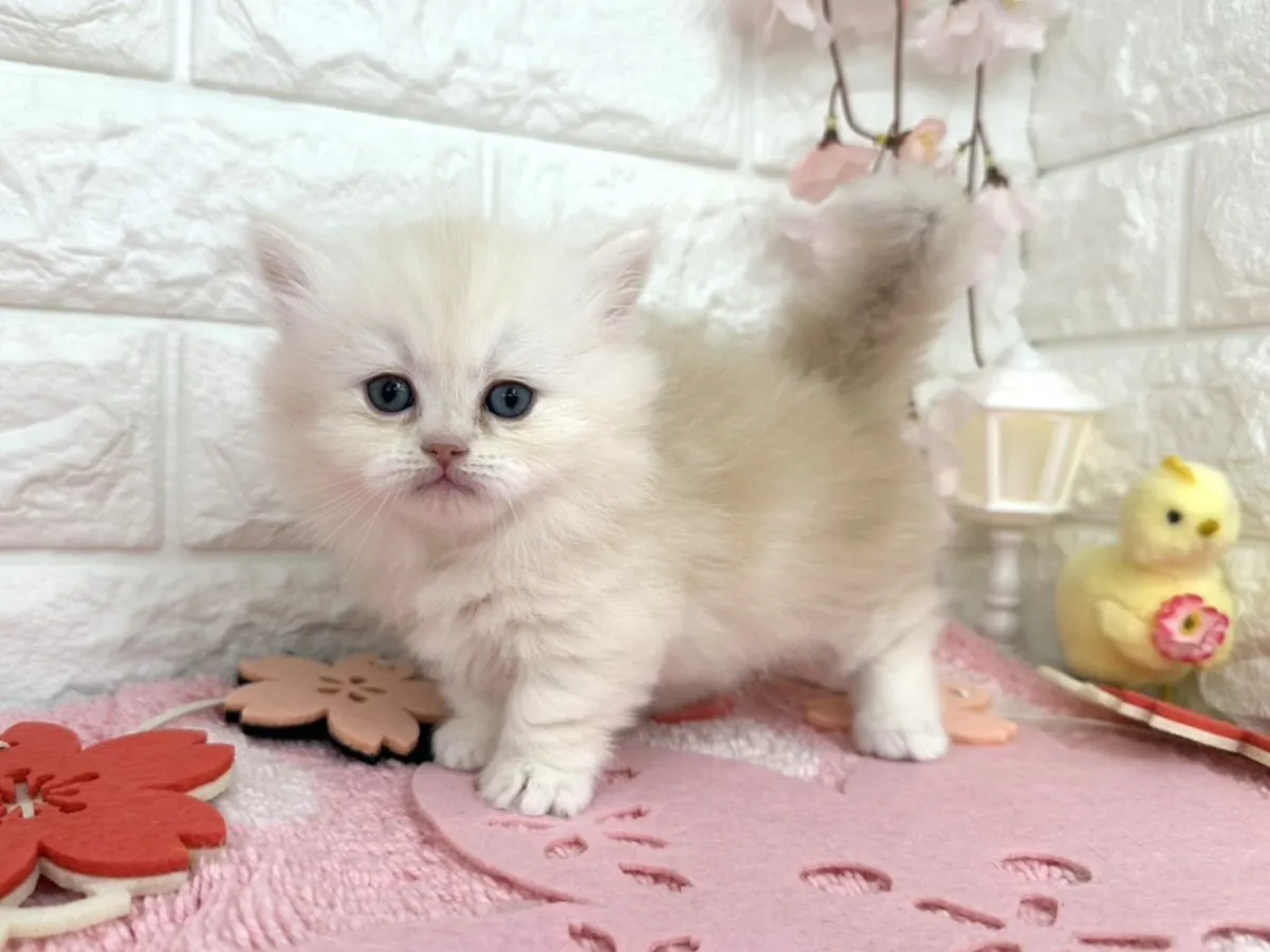 売約済★ミヌエット（短足）★メス★ No.3095