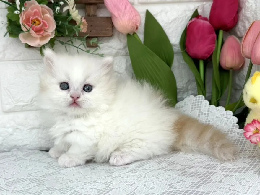 ★ミヌエット（短足）★オス★ No.3096