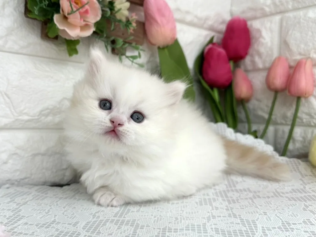 ★ミヌエット（短足）★オス★ No.3096