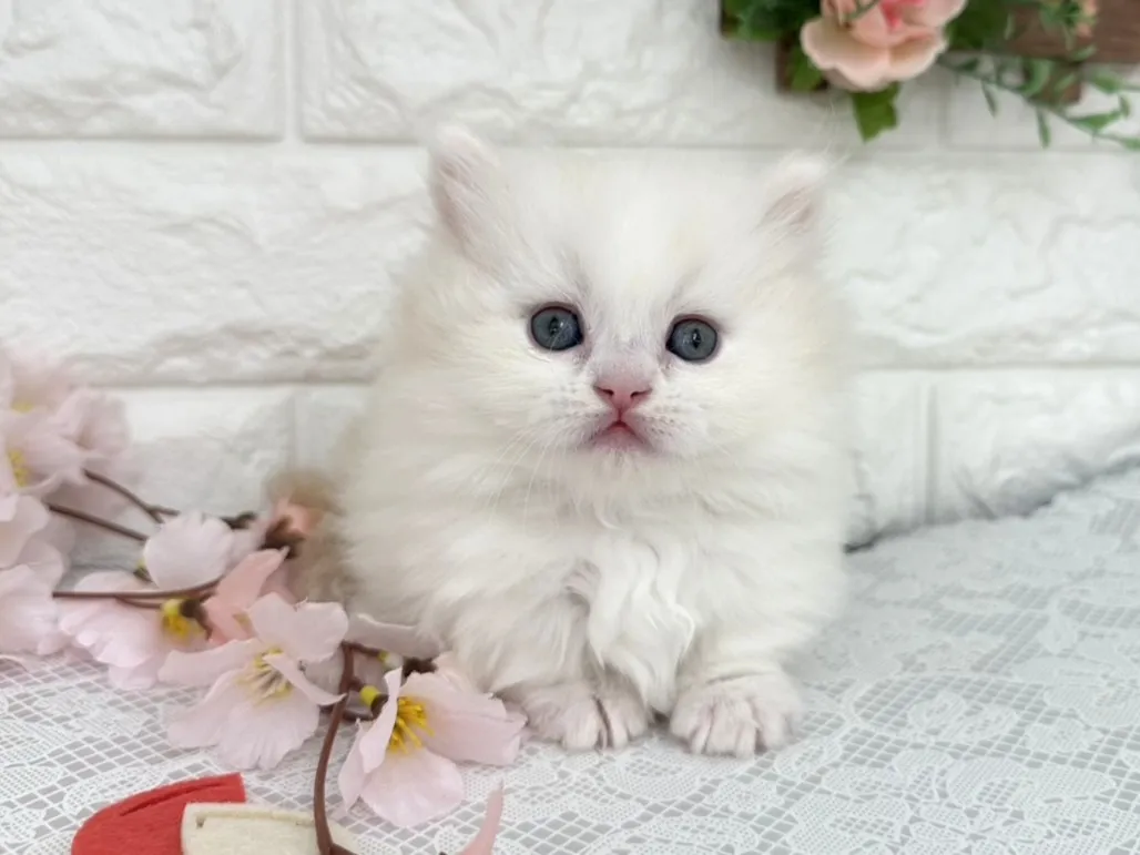 ★ミヌエット（短足）★オス★ No.3096