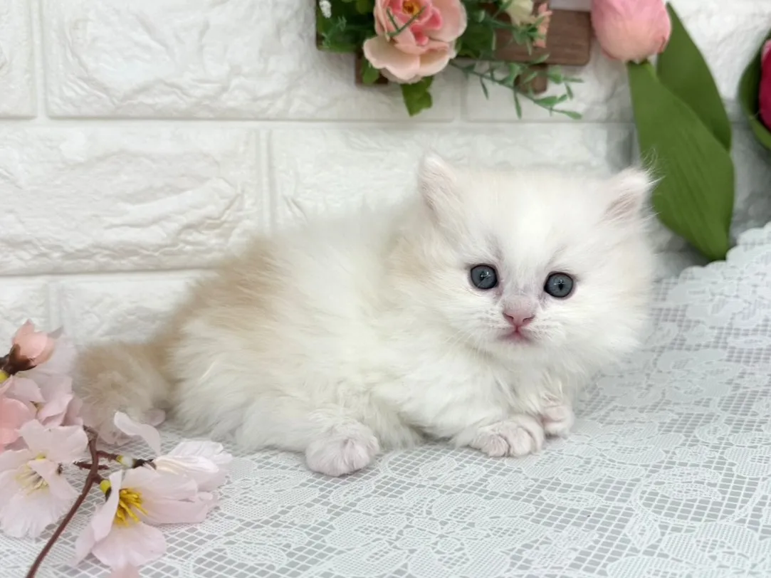 ★ミヌエット（短足）★オス★ No.3096