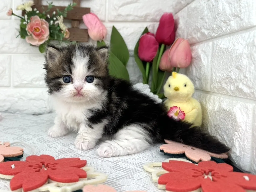 売約済★ミヌエット（短足）★オス★ No.3097