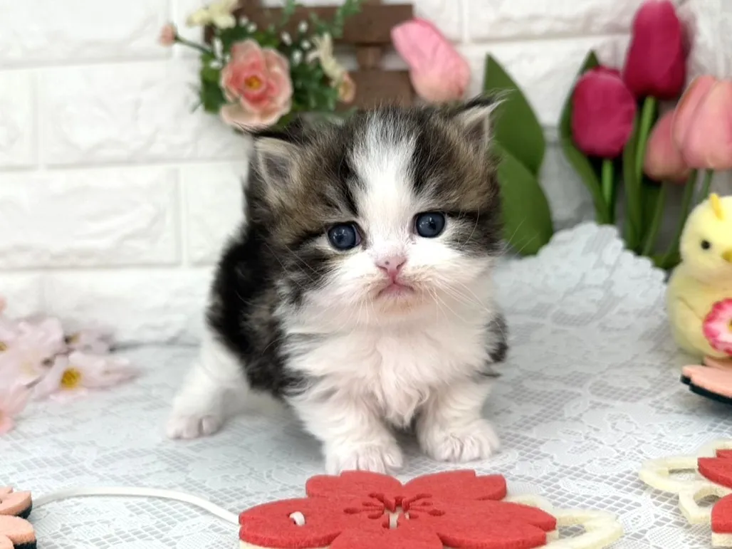 売約済★ミヌエット（短足）★オス★ No.3097