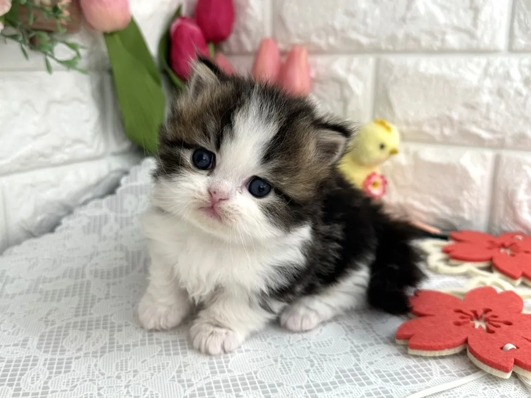 売約済★ミヌエット（短足）★オス★ No.3097