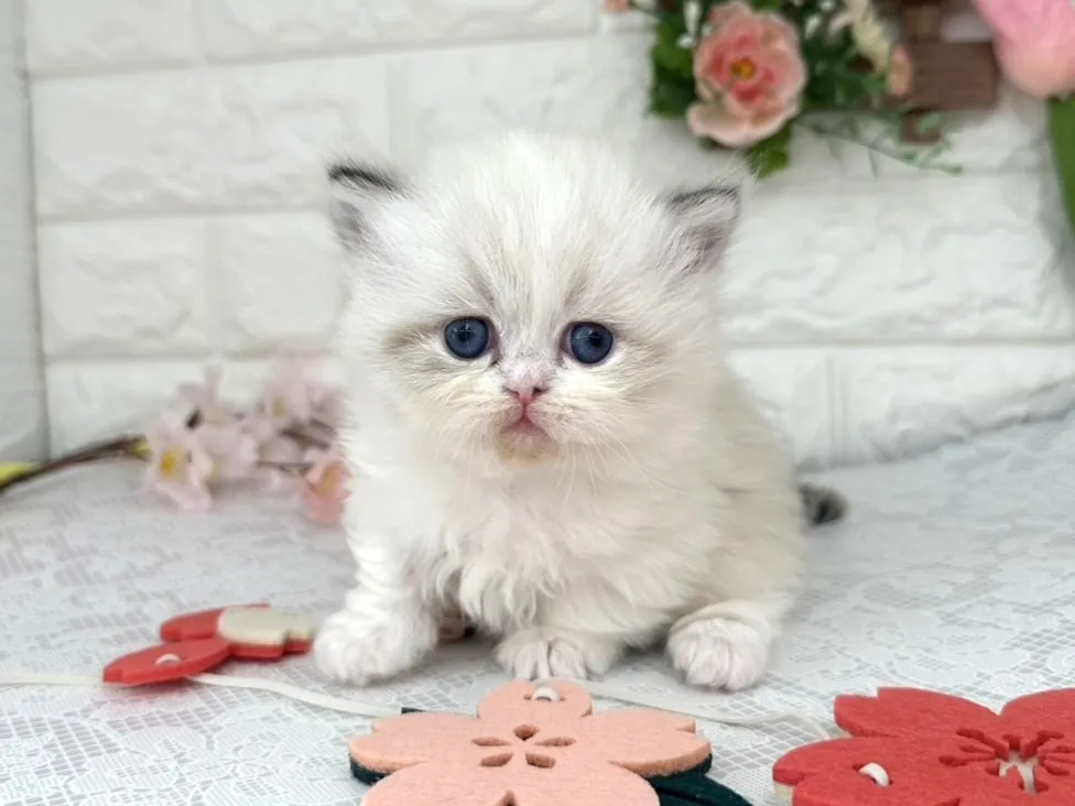 ★ミヌエット（短足）★メス★ No.3098