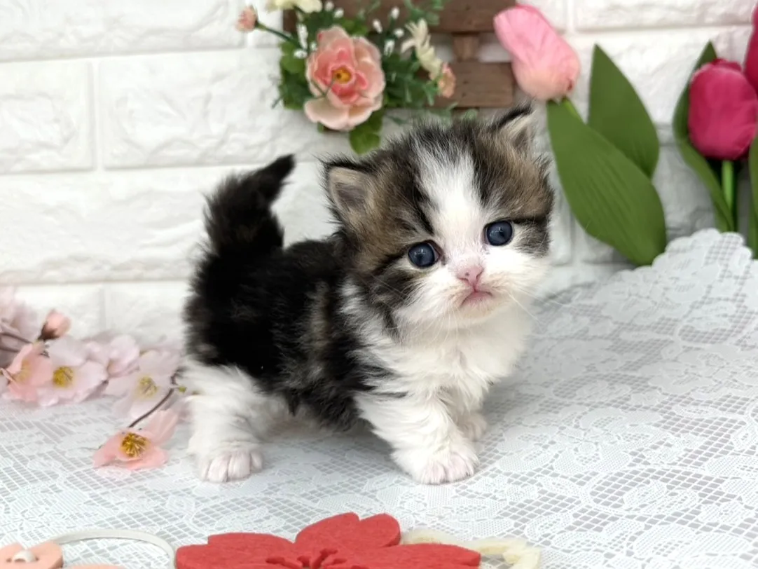 売約済★ミヌエット（短足）★オス★ No.3097