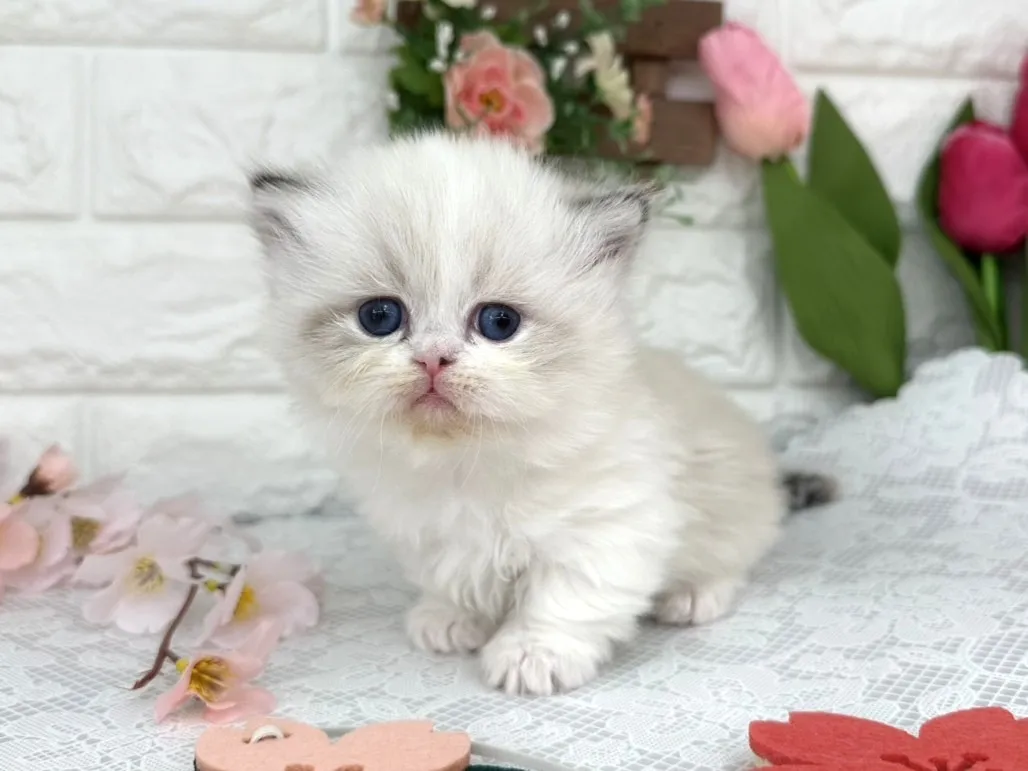 ★ミヌエット（短足）★メス★ No.3098