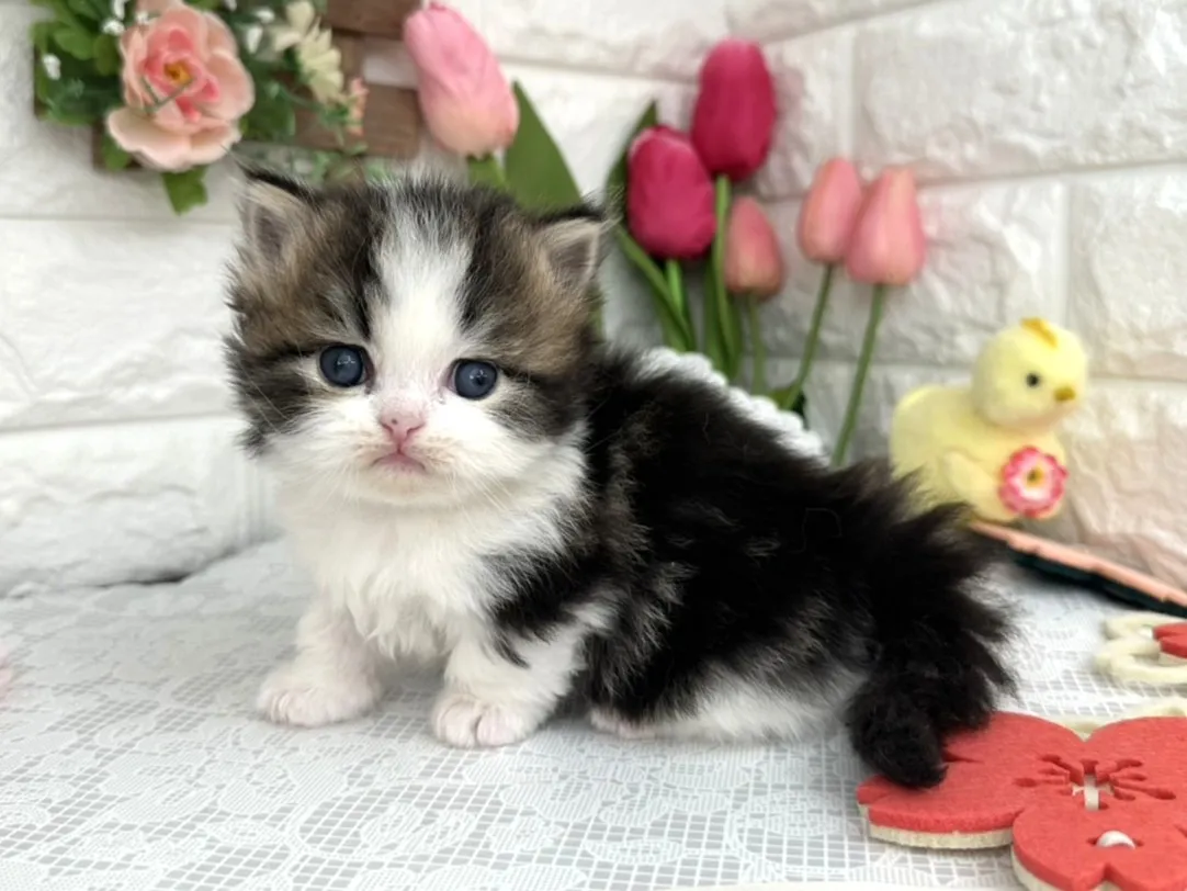 売約済★ミヌエット（短足）★オス★ No.3097