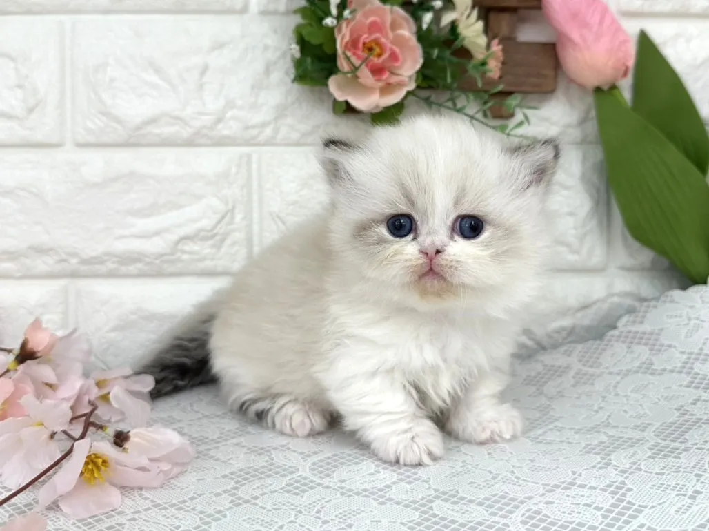 ★ミヌエット（短足）★メス★ No.3098