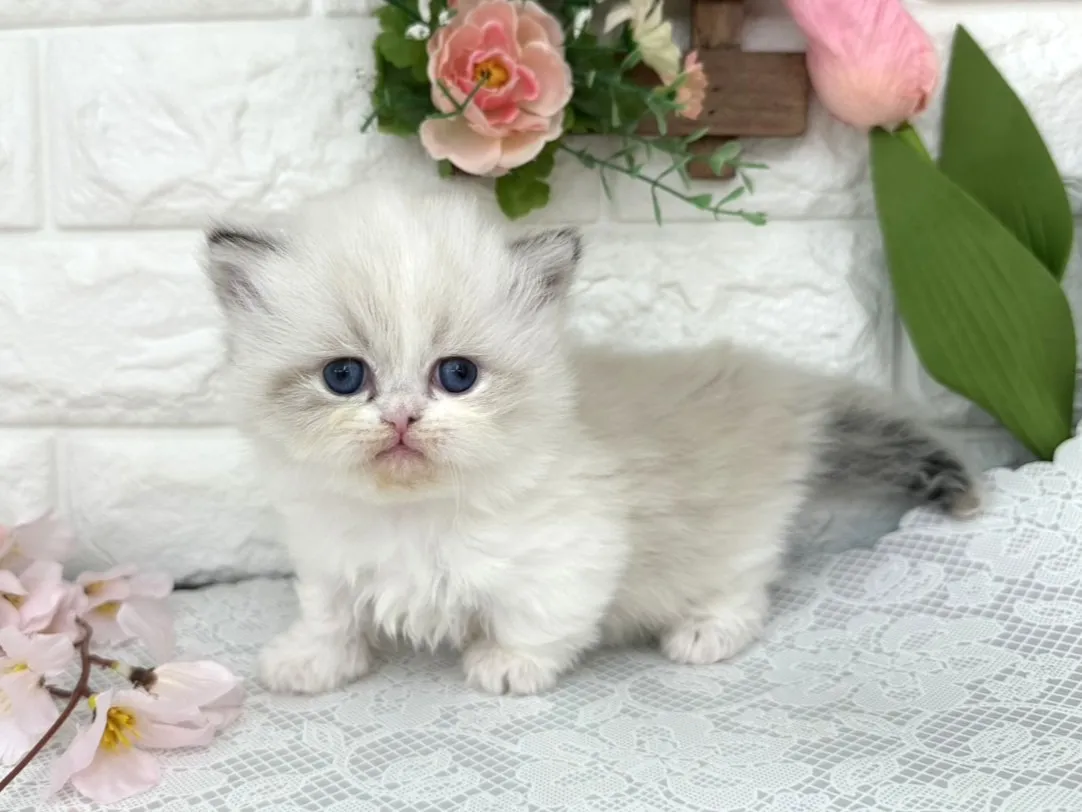 ★ミヌエット（短足）★メス★ No.3098