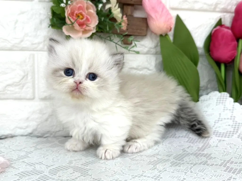 ★ミヌエット（短足）★メス★ No.3098