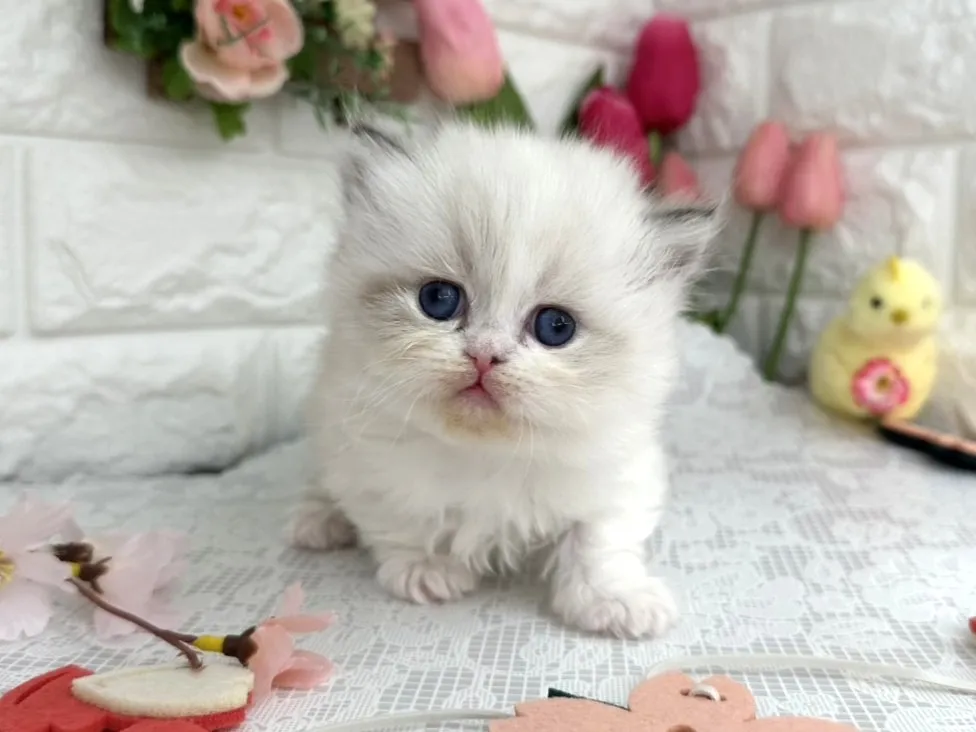 ★ミヌエット（短足）★メス★ No.3098