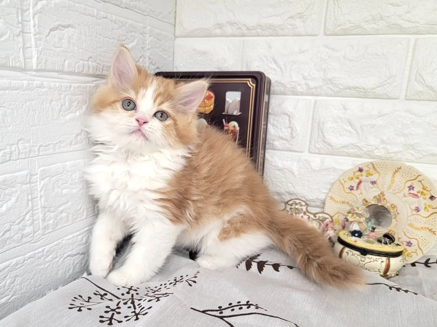 ★ミヌエット（足長）★オス★ No.3082