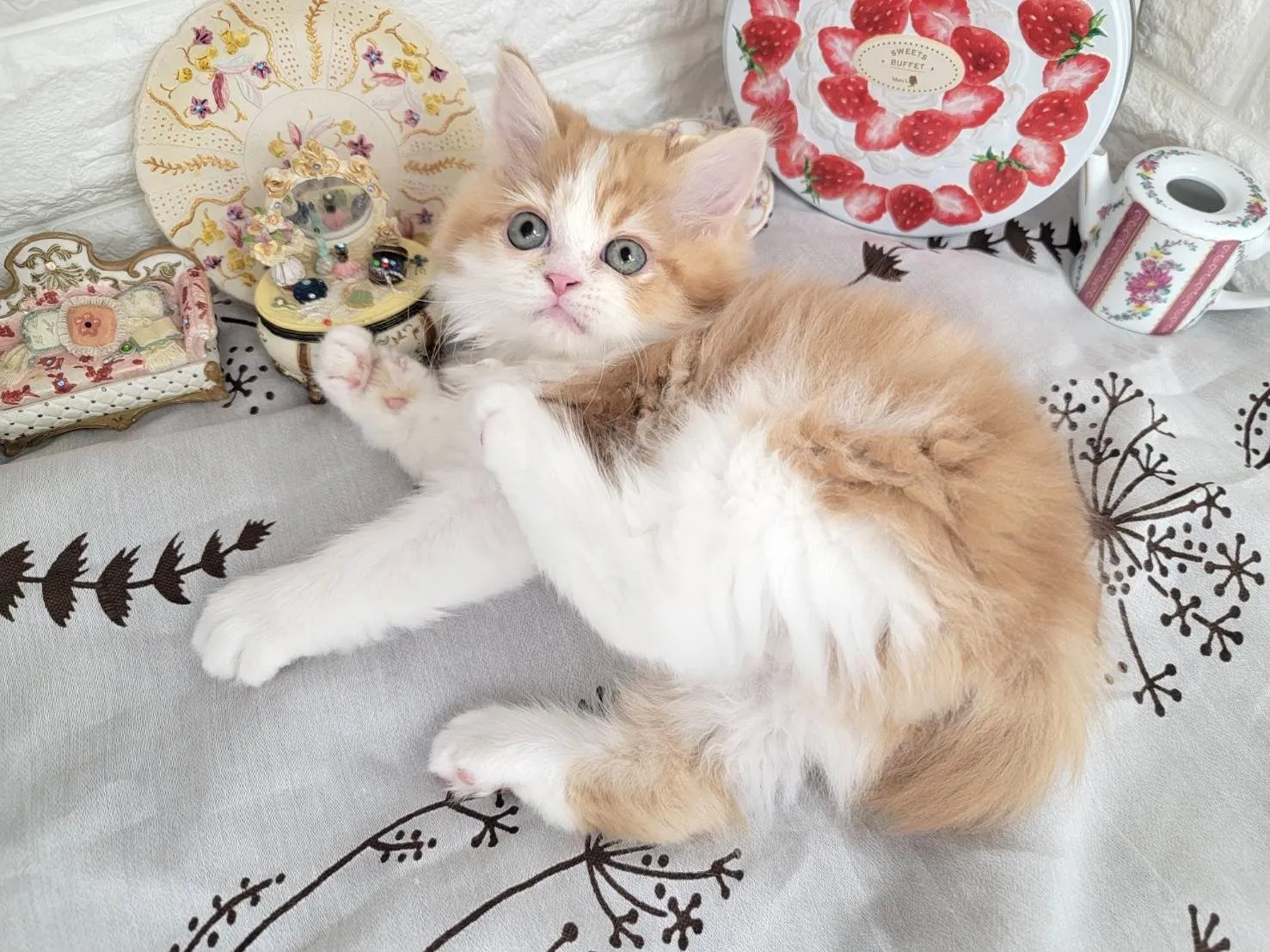 ★ミヌエット（足長）★オス★ No.3082