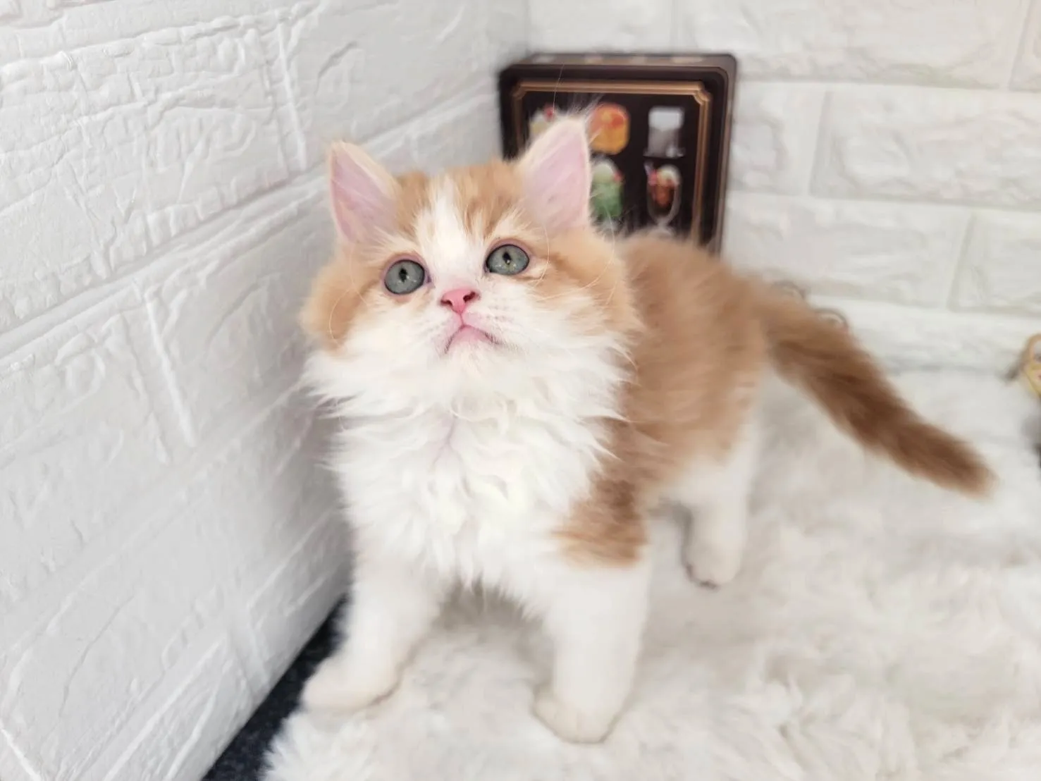 ★ミヌエット（足長）★オス★ No.3082