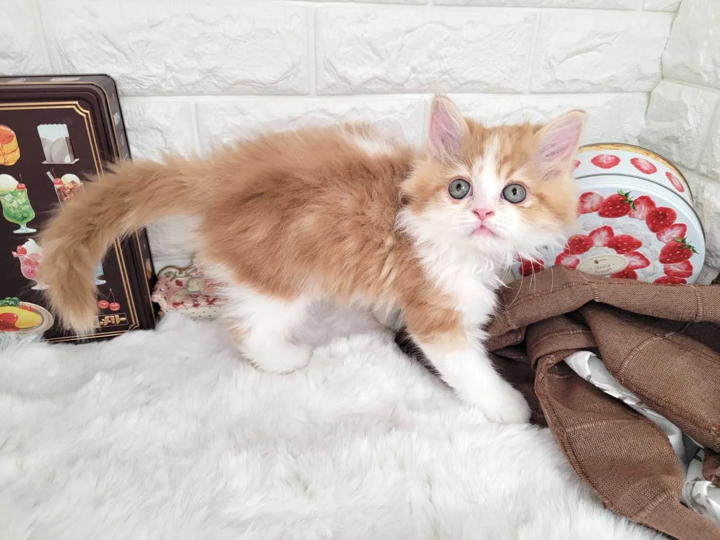 ★ミヌエット（足長）★オス★ No.3082