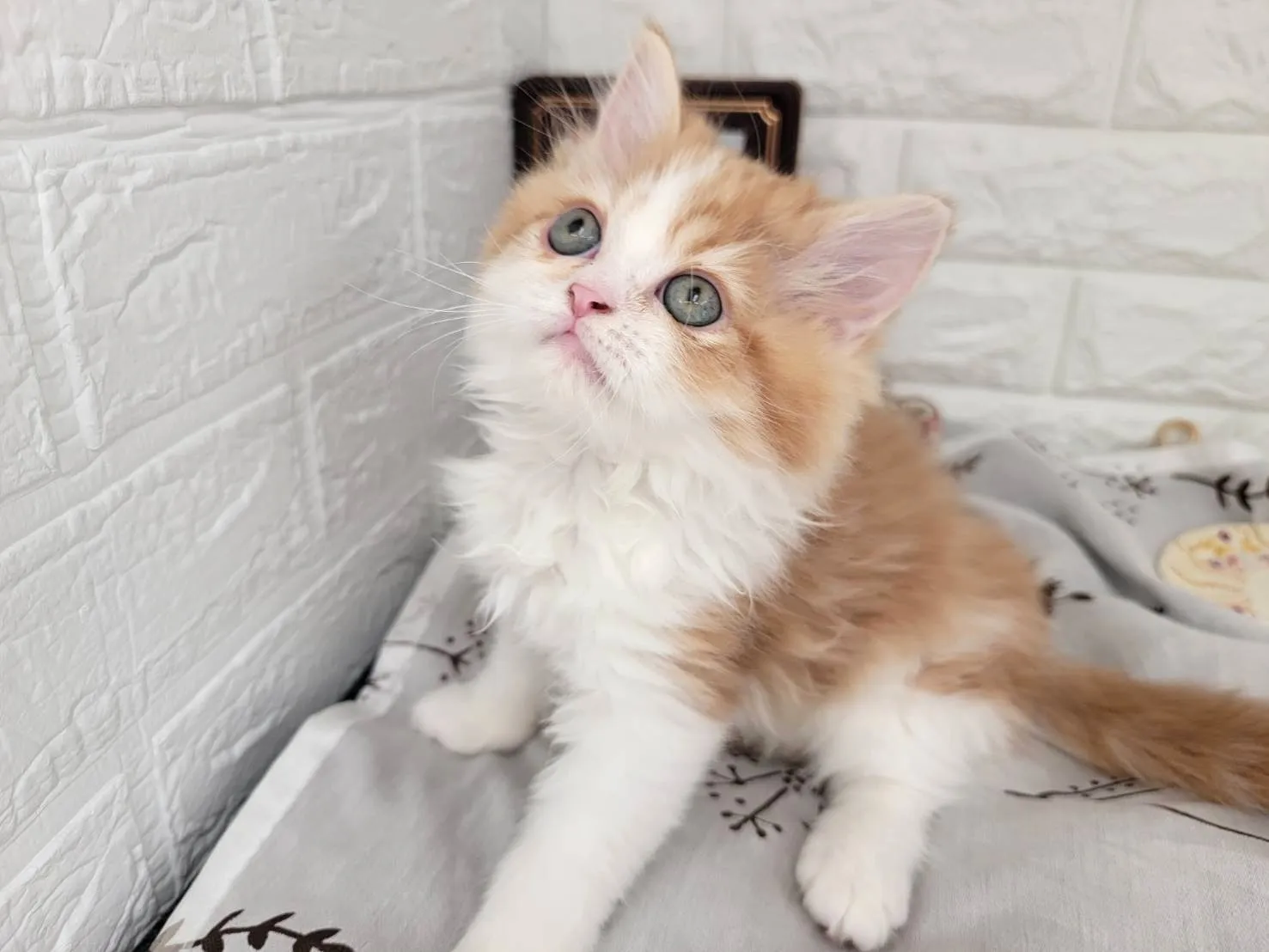 ★ミヌエット（足長）★オス★ No.3082