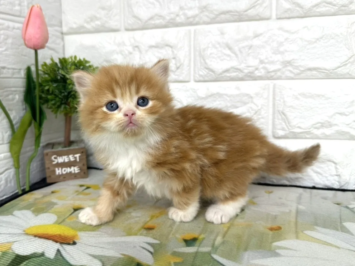 ★ミヌエット（足長）★オス★ No.3099