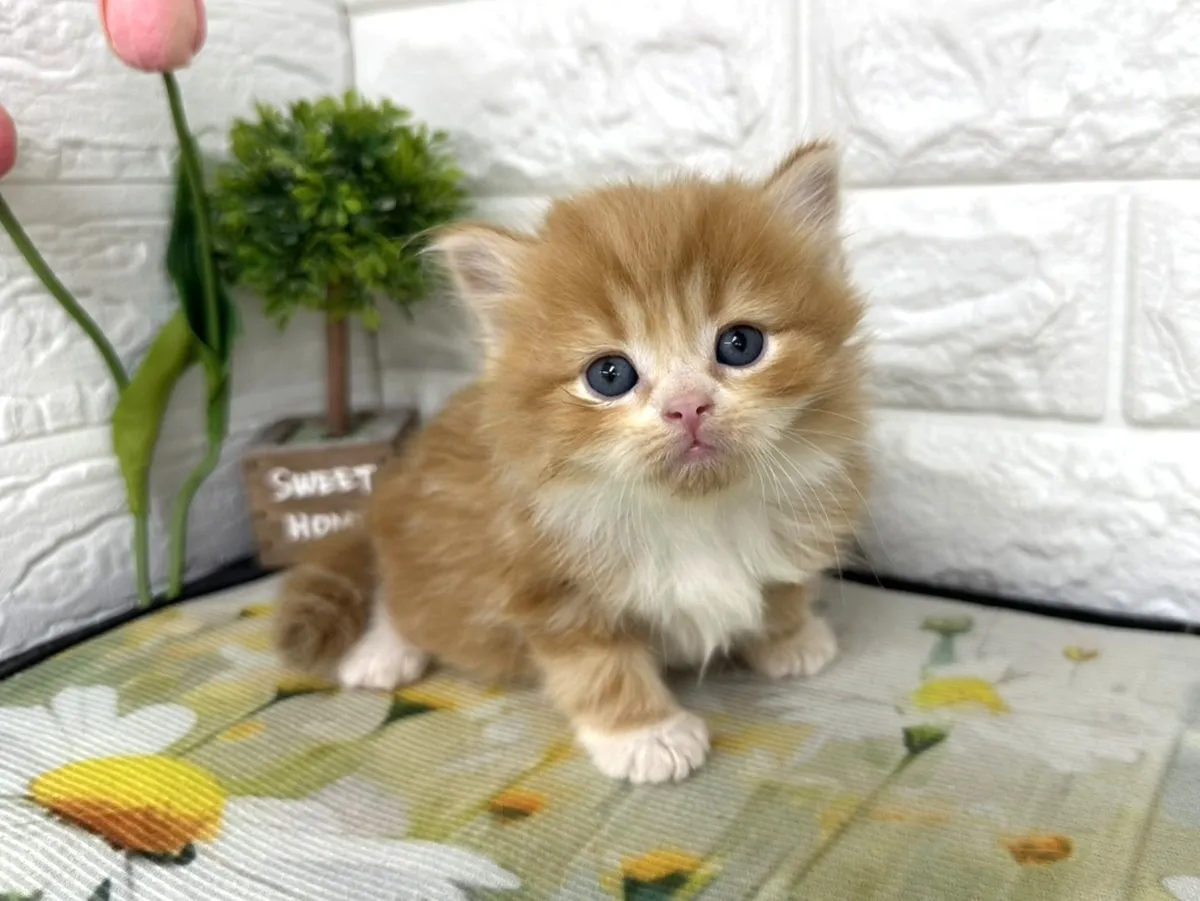 ★ミヌエット（足長）★オス★ No.3099