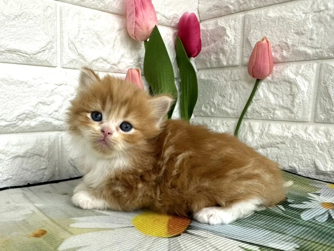 ★ミヌエット（足長）★オス★ No.3099