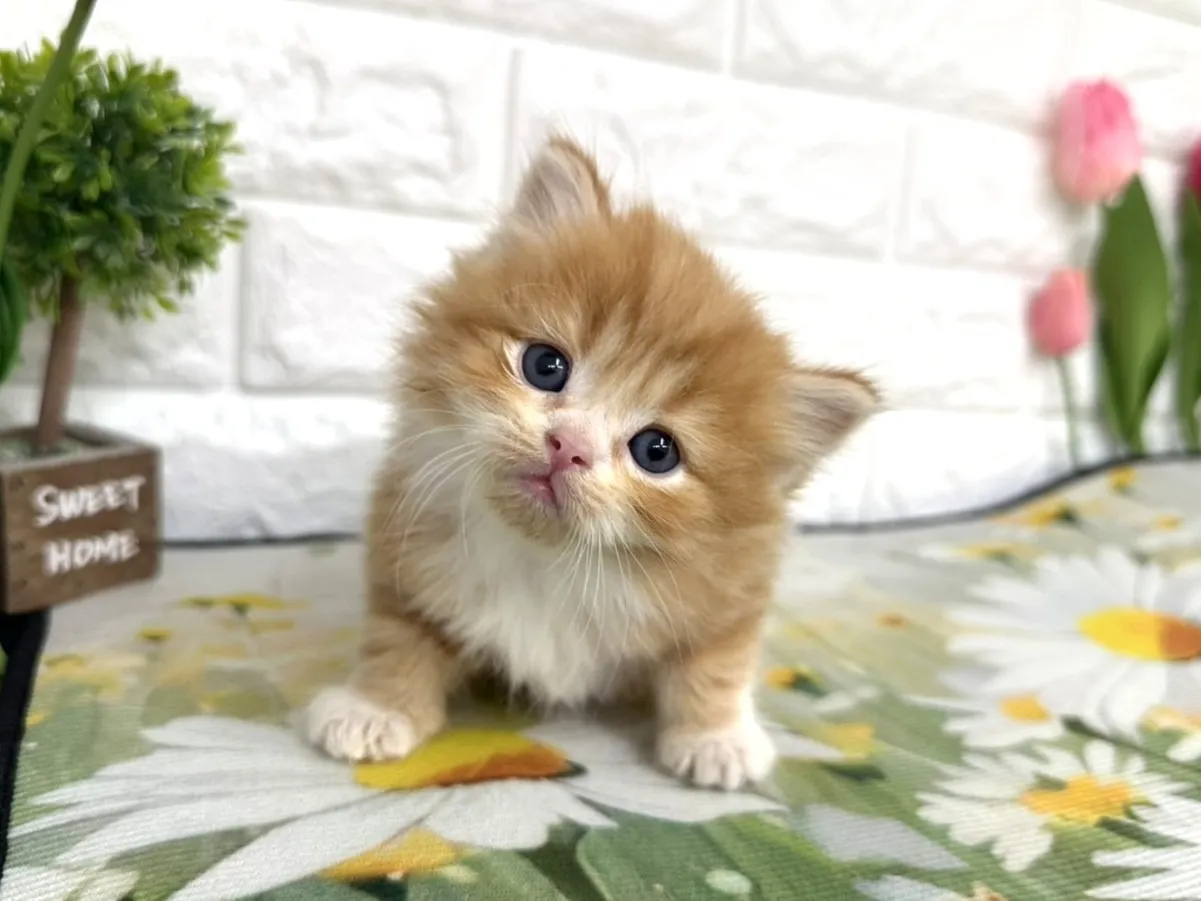 ★ミヌエット（足長）★オス★ No.3099