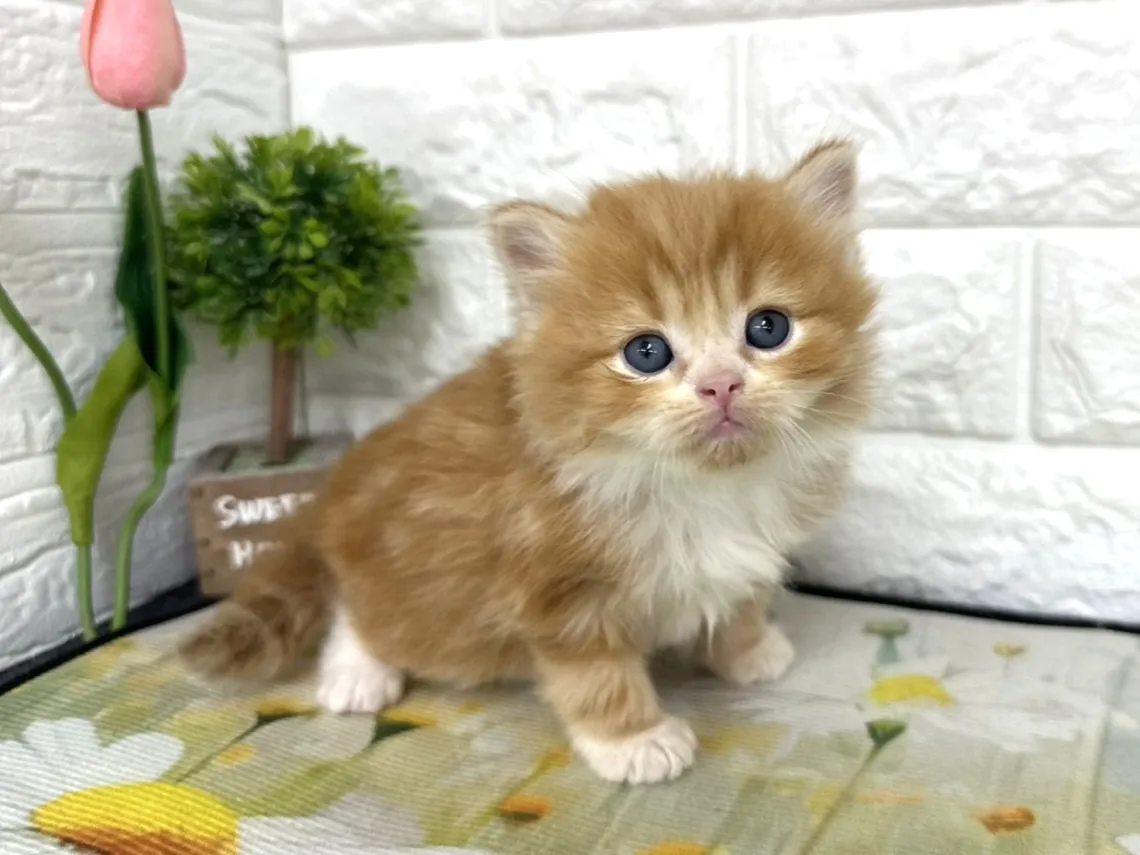 ★ミヌエット（足長）★オス★ No.3099