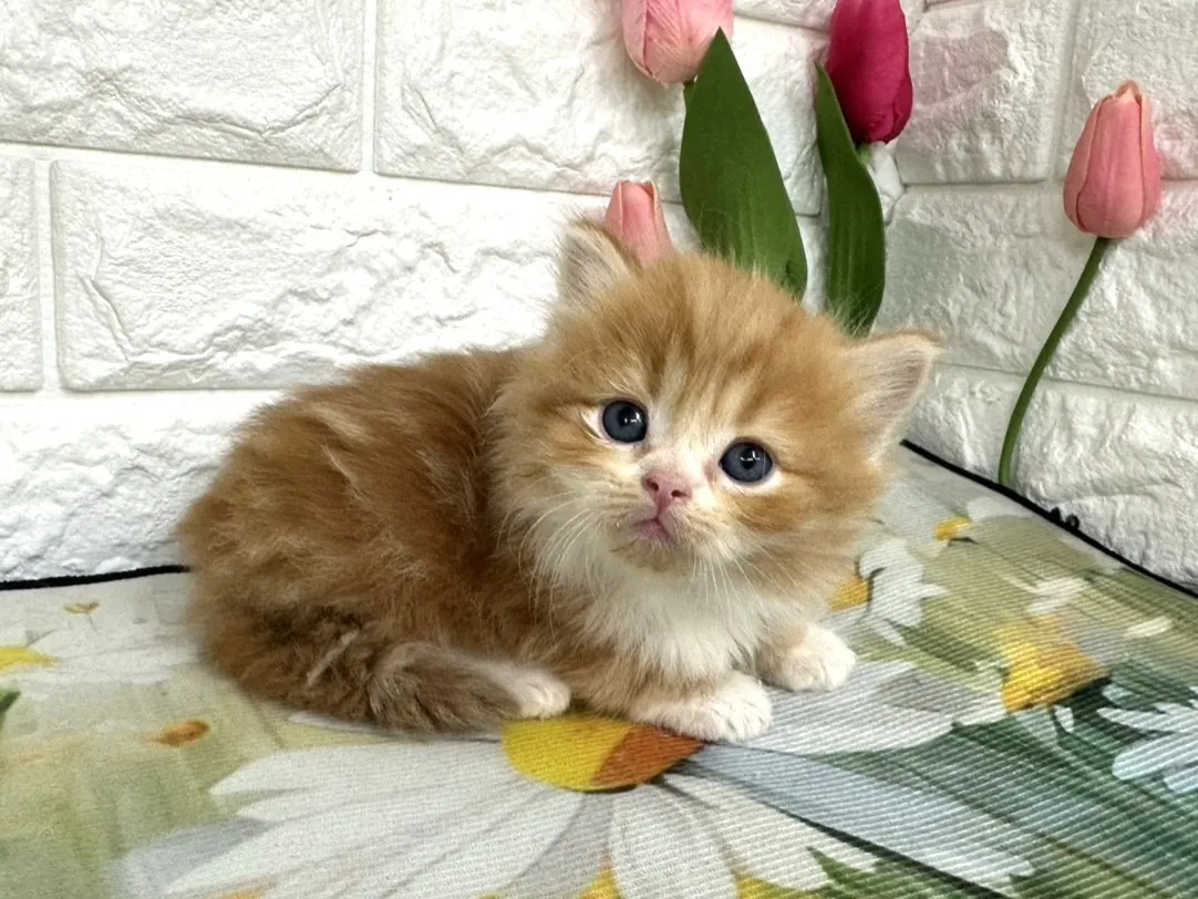 ★ミヌエット（足長）★オス★ No.3099