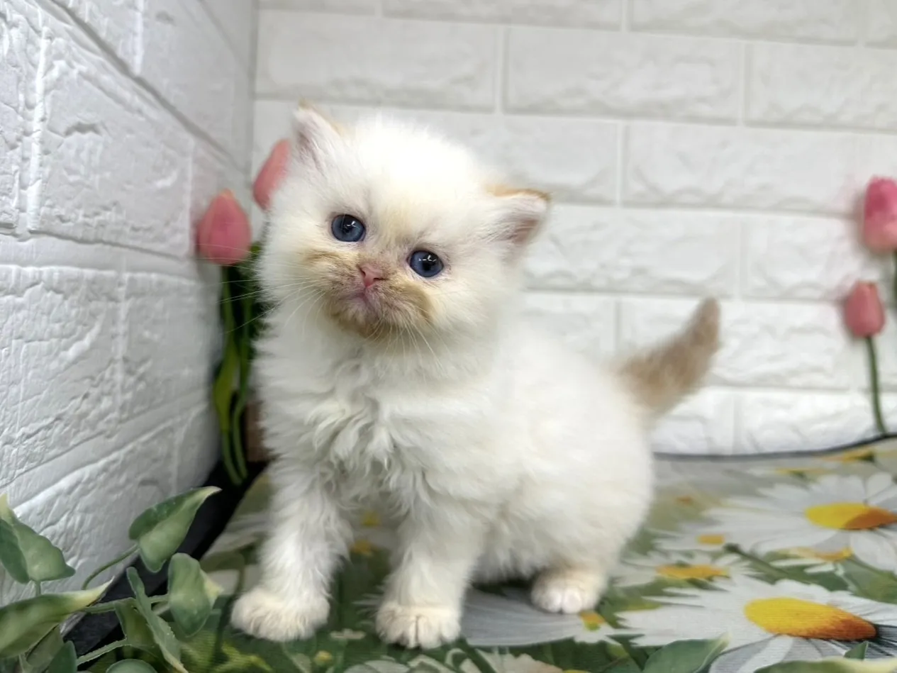 ★ミヌエット（足長）★オス★ No.3100