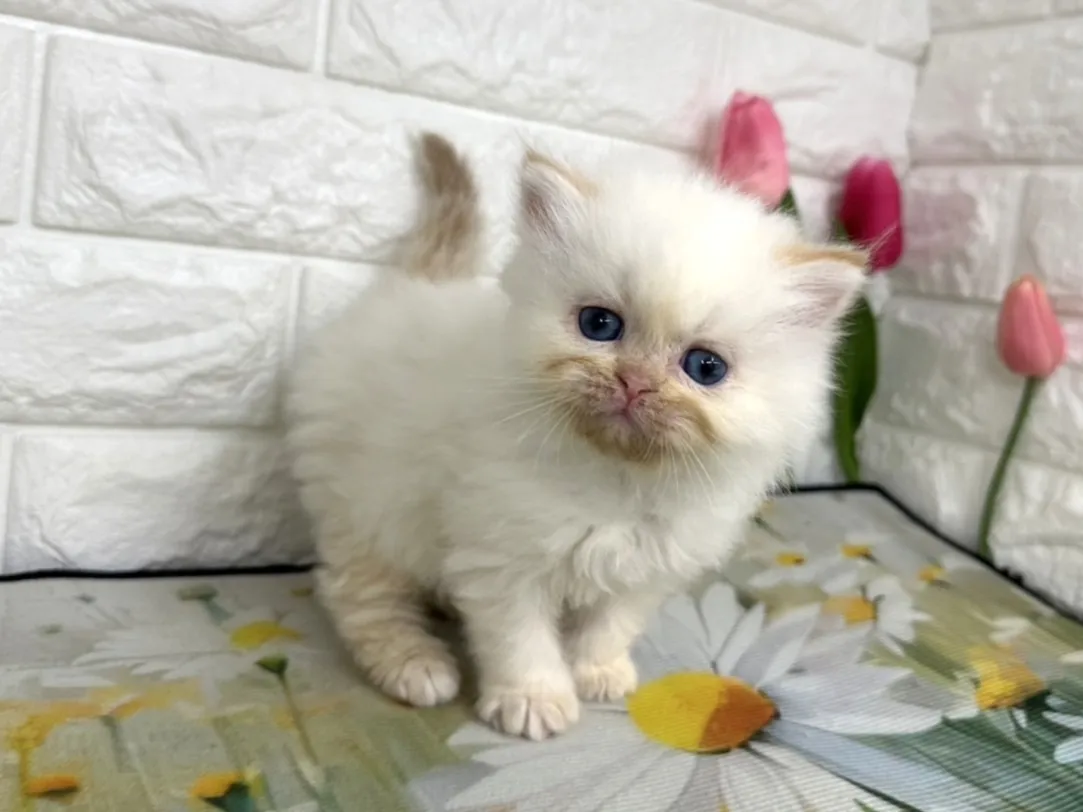 ★ミヌエット（足長）★オス★ No.3100