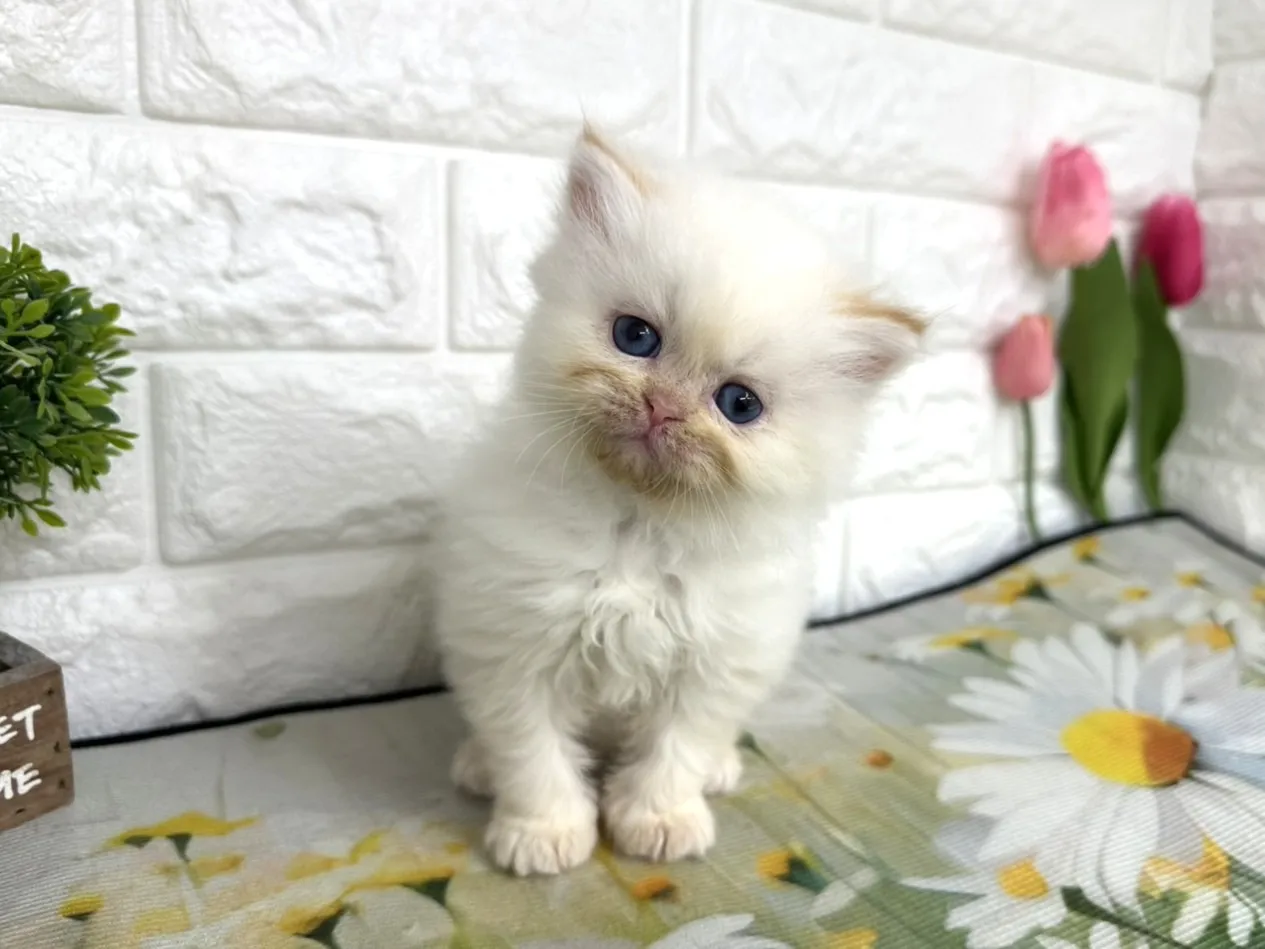 ★ミヌエット（足長）★オス★ No.3100