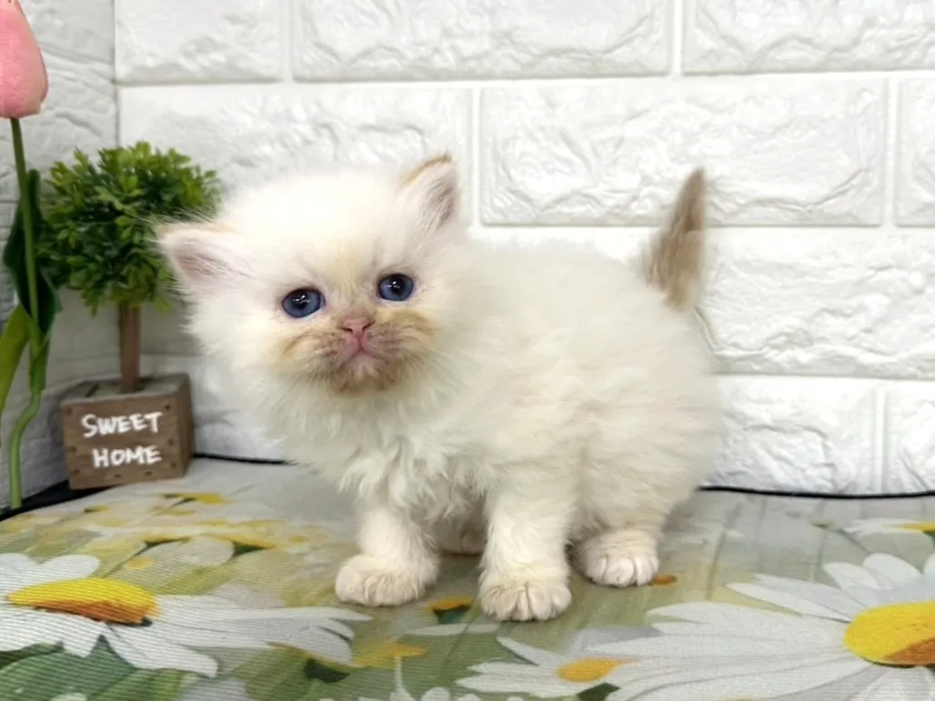 ★ミヌエット（足長）★オス★ No.3100